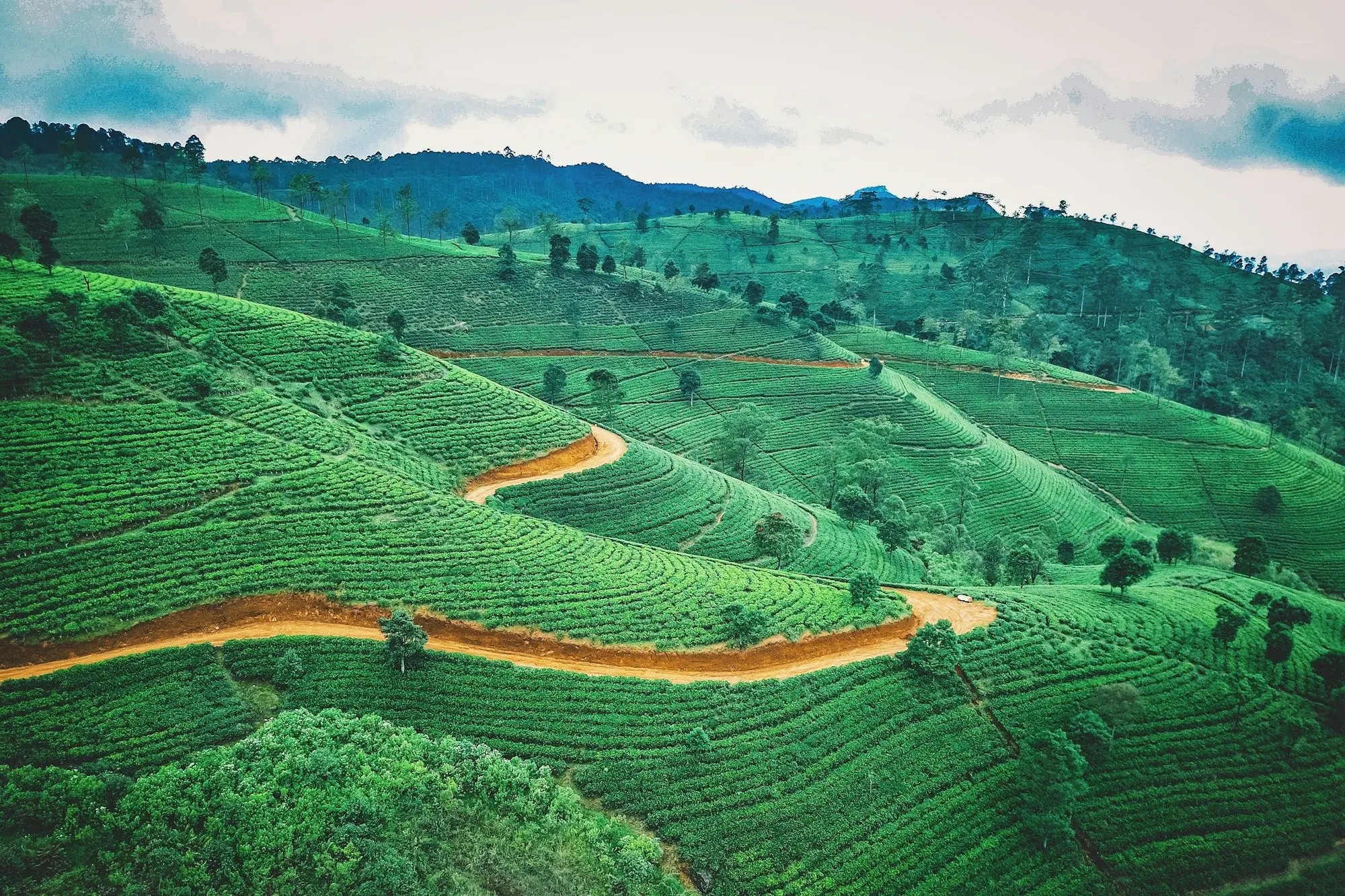 Rows of tea bushes on a hillside estate in Sri Lanka